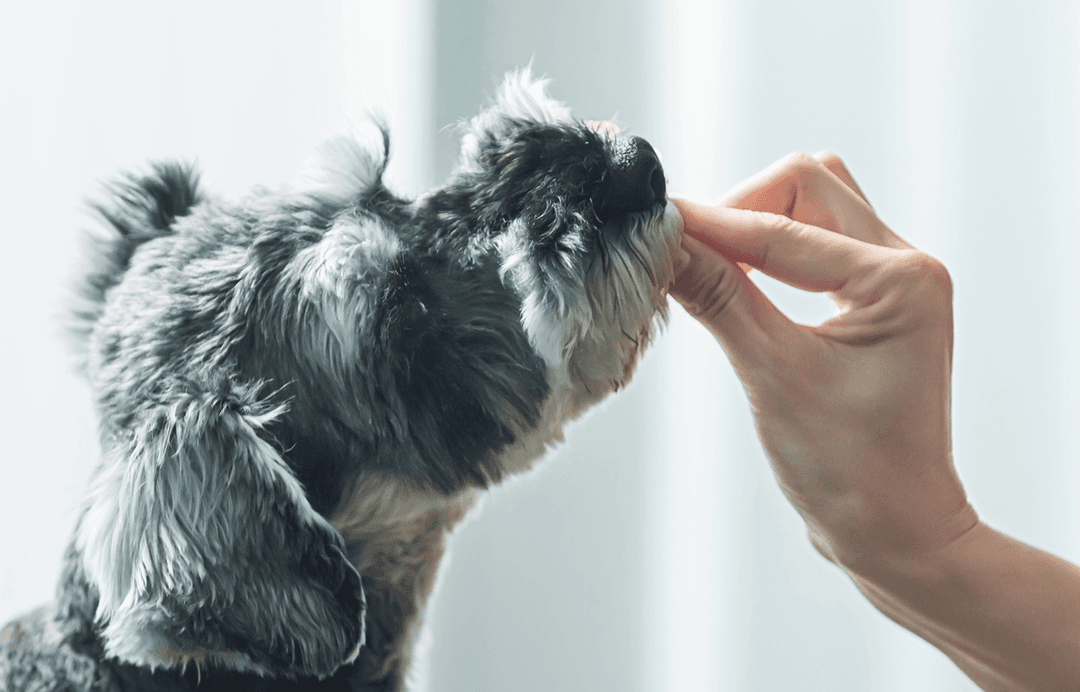 ペットとの大切な時間が健やかで楽しい日々になるよう、飼い主さまとペットに寄り添った安心安全な商品を提供します。